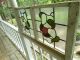 147 Victorian Era Leaded Stained Glass 