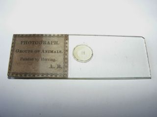 Microscope Slide Microphotograph - Groups Of Animals photo