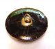 Antique Black Glass Picture Button Gold Luster Raised Bat With Spread Wings 7/8” Buttons photo 1