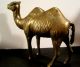 Vintage Hand Cast Made Solid Bronze Brass Statue Of A Camel 19th Century Rare Metalware photo 1