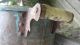 Antique Victorian Age 1800 ' S Copper Farm Vat Wash Tub Boiler Metalware photo 5