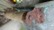 Antique Victorian Age 1800 ' S Copper Farm Vat Wash Tub Boiler Metalware photo 6