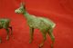 Rare Vienna Bronze Set Of Male & Female Deer Excellent Quality 1900s Metalware photo 2