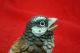 Awesome Antique Austrian/ Vienna Bronze Sparrow Signed Metalware photo 5