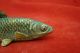 Awesome Antique Vienna/ Austrian Bronze Fish With Very Fine Details Metalware photo 5