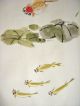 Vintage - Chinese Painting - Fish & Water Lily. Paintings & Scrolls photo 3