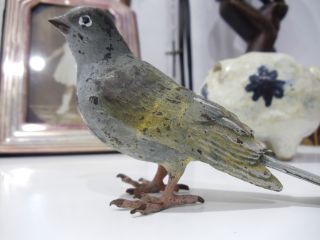 Vienna Bronze Cold Painted Grey Bird C1900 - Austria photo
