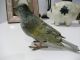 Vienna Bronze Cold Painted Grey Bird C1900 - Austria Metalware photo 1