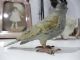 Vienna Bronze Cold Painted Grey Bird C1900 - Austria Metalware photo 3