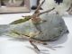 Vienna Bronze Cold Painted Grey Bird C1900 - Austria Metalware photo 7