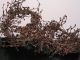 Primitive Folk Art Handcrafted Thanksgiving Orange Brown & Black Berries Garland Primitives photo 2