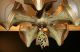 Antique Art Deco Bat Wing Slip Shade Light Fixture Ceiling Chandelier Chandeliers, Fixtures, Sconces photo 3