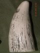 Scrimshaw Whale Tooth Resin Replica 
