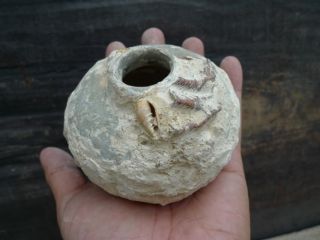 2 Mini Jar & Gigas Clam Seashell Sung/song (960 - 1279) Dynasty Underwater Vase photo