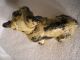 Antique Hubley Cast Iron French Bull Dog Home Art Statue Doorstop Metalware photo 3