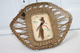 Antique Wicker Basket Bird Feathers Under Glass Victorian Rare Shape Cardinal photo