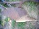 Antique John Deere 191 Beam Plow Horsedrawn Fun Yard Art Primitives photo 3