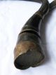 Magnificent Old Tharu Hill Tribe Yak Horn Rice Harvesting Tool Tibet photo 1