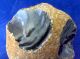 British Palaeolithic Flint Pebble Tool From Dorset Neolithic & Paleolithic photo 2