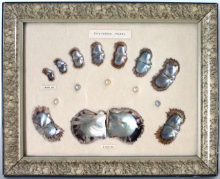 Antique Japanese Framed Quality Cultured Pearl Specimens In Case Blue To Cream photo