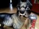 Antique Cast Iron Boston Terrier Dog Door Stop Hubley Metalware photo 1