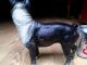 Antique Cast Iron Boston Terrier Dog Door Stop Hubley Metalware photo 3