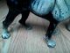 Antique Cast Iron Boston Terrier Dog Door Stop Hubley Metalware photo 5