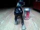 Antique Cast Iron Boston Terrier Dog Door Stop Hubley Metalware photo 6