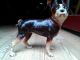 Antique Hubley Boston Terrier - Rare Brown - Large Cast Iron Dog Doorstop Metalware photo 2