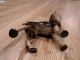 Antique Hubley Boston Terrier - Rare Brown - Large Cast Iron Dog Doorstop Metalware photo 4