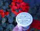 Antique,  Ceramic,  American White Chemist ' S Toothpaste Jar Crock Pot Lid Jars photo 6