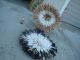 White,  Black,  Brown & Tan Feather / African / Headdress / Juju Hat Other photo 2