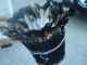 White,  Black,  Brown & Tan Feather / African / Headdress / Juju Hat Other photo 6