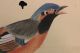 Old Painting Of Colorful Bird On Silk And Paper Paintings & Scrolls photo 6