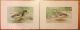 1 Set Of 20 Vtg Antique Chromo - Lithograph Bird & Duck Prints By John L.  Ridgway Other photo 2