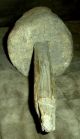 Antique 18th Century Revolutionary War Era Primitive Burl Hammer / Masher Vafo Primitives photo 4