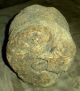 Antique 18th Century Revolutionary War Era Primitive Burl Hammer / Masher Vafo Primitives photo 5