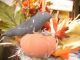 Country Primitive Fall Folk Art Halloween Decor Handmade Arrangement Primitives photo 2