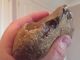 British Lower Palaeolithic Flint Pebble Tool From Dorset England Neolithic & Paleolithic photo 9