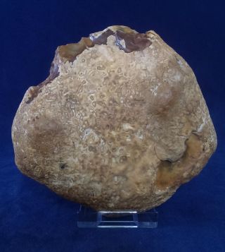 British Lower Palaeolithic Flint Pebble Tool From Dorset England photo
