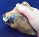 British Large Lower Palaeolithic Flint Tool From Dorset England Neolithic & Paleolithic photo 2