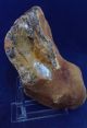 British Large Lower Palaeolithic Flint Tool From Dorset England Neolithic & Paleolithic photo 8