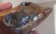 British Large Lower Palaeolithic Flint Tool From Dorset England Neolithic & Paleolithic photo 6