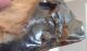 British Large Lower Palaeolithic Flint Tool From Dorset England Neolithic & Paleolithic photo 7