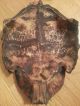 Vintage Papaua New Guinea Turtle Sea Shells & Clay/mud Mask Pacific Islands & Oceania photo 2