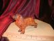 6 Inch Vintage Hand Carved Wood Dog Spaniel Carved Figures photo 1