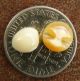 Antique Mother Of Pearl Buttons Small White Round Back Hole 40 Count Buttons photo 3