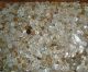 2400+ Antique White Buttons In Large Drey Perfect Mason Jar Buttons photo 2