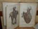 2 - German Books 1934 Toldt,  Anatomischer Atlas By Prof.  Dr.  Ferdinand Hochstetter Other photo 4