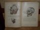 2 - German Books 1934 Toldt,  Anatomischer Atlas By Prof.  Dr.  Ferdinand Hochstetter Other photo 5